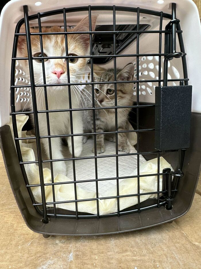 We Rescued 6 Cats/Kittens From The Euth List!