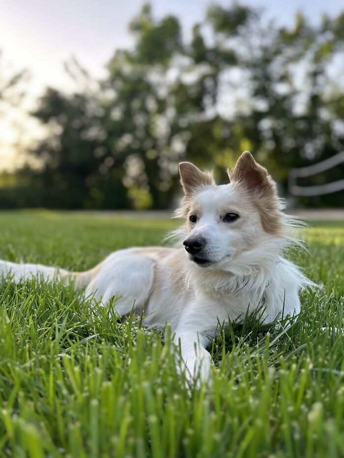 Need Help Identifying The Breed Of My New Adopted Dog