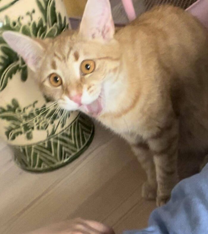 Adopted An Orange Cat Without Knowing She Was Pregnant. Now I Have 2 Orange Cats Sharing Only One Braincell