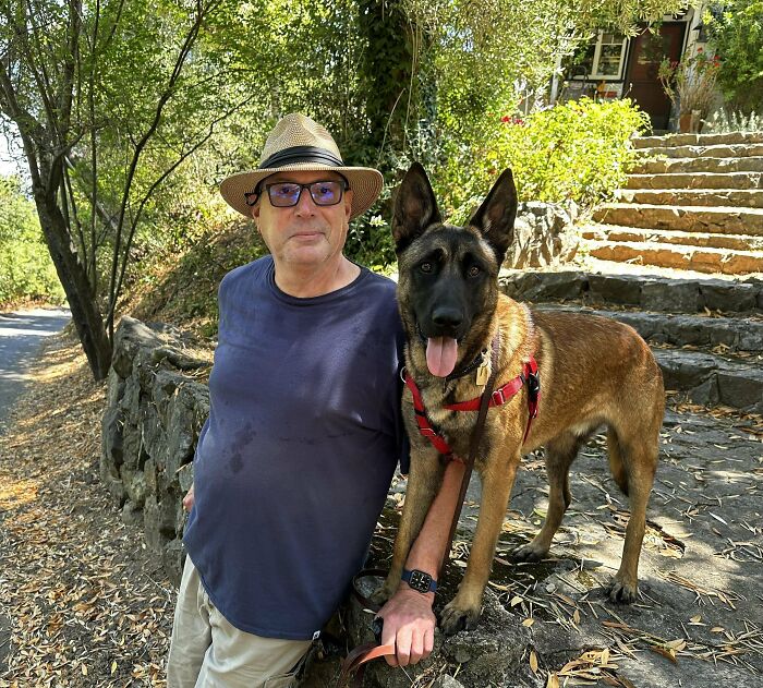 Adopted A Year Old Belgian Malinois