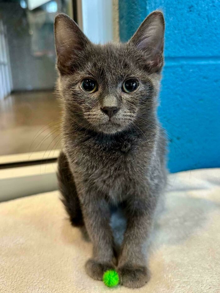 Adopting My First Kitten