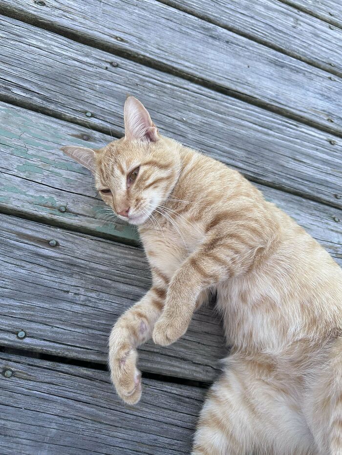 This Sweet Boy Arrived On My Deck A Week Ago. I Have Now Adopted Him. Meet My 3rd Orange Cat. This Is Piki!