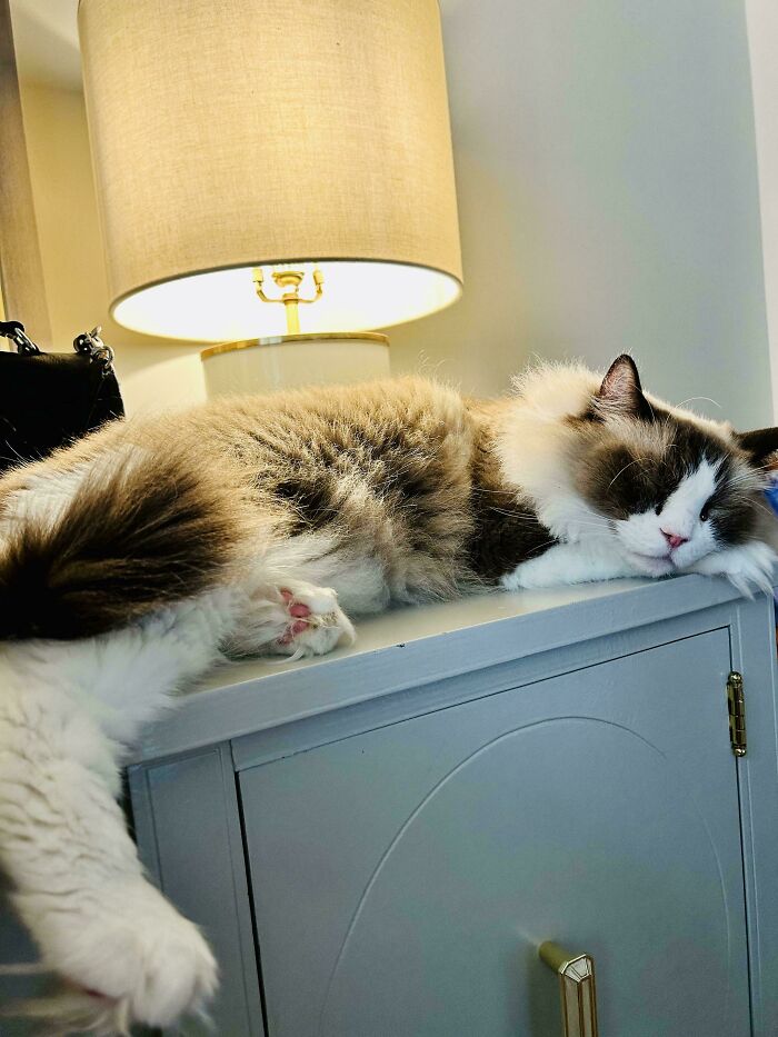 Adopted An Adult Ragdoll, Anything In Particular I Should Know?