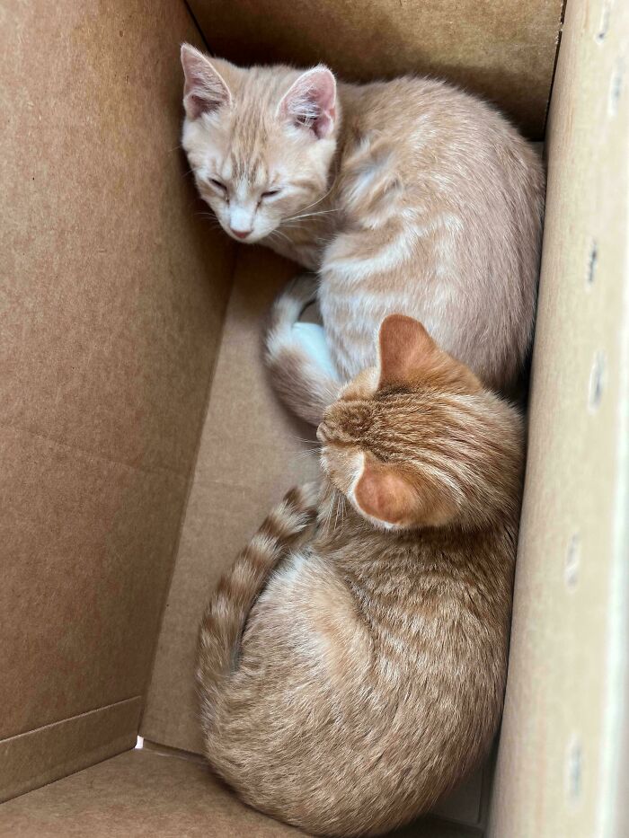 Just Adopted These Two Guys. Looking For Some Name Suggestions Thanks!