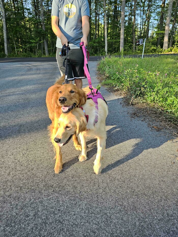 We Adopted Our Pup's Birth Mom Today :) Now We Have 2 Goldens!