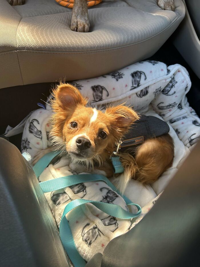 Update: I Adopted A Chi Mix