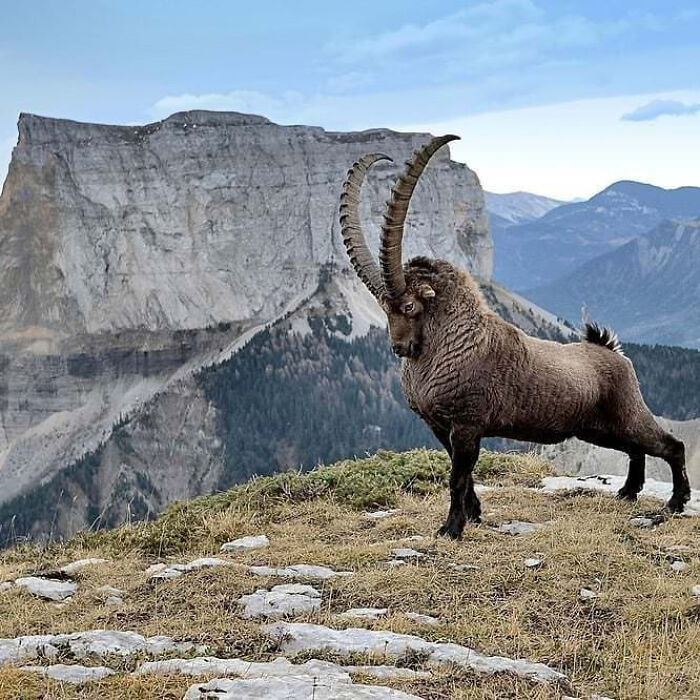 Massive goat standing on a rocky hill with a mountain backdrop, exemplifying absolute-units-things.