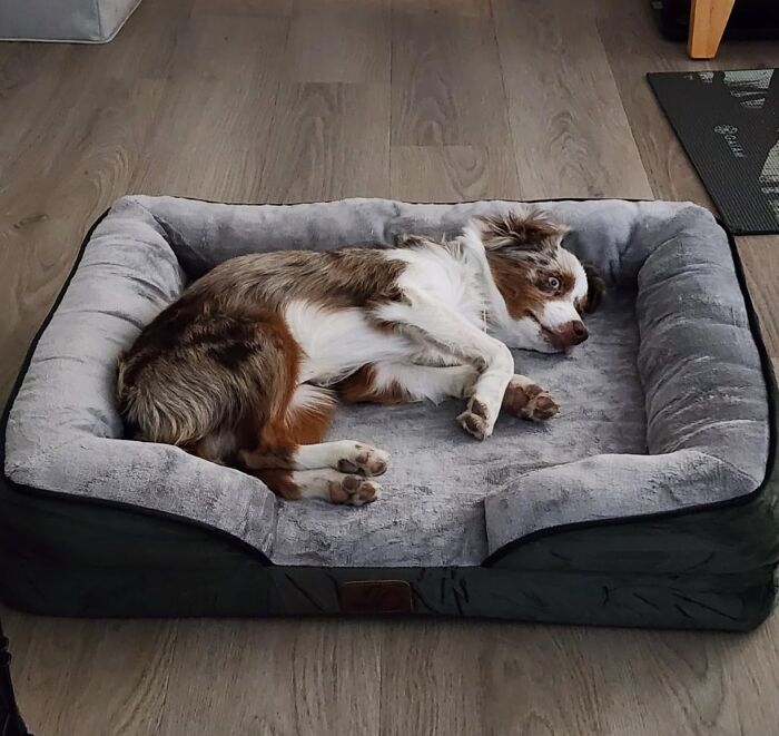 Ultimate Comfort For Your Furry Friend — Orthopedic Dog Bed That Supports Every Snooze