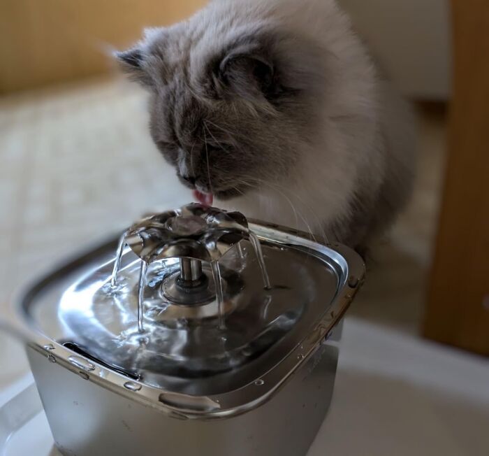 A Modern Touch To Hydration — This Stainless Steel Fountain Delivers Clean Water For Your Cat