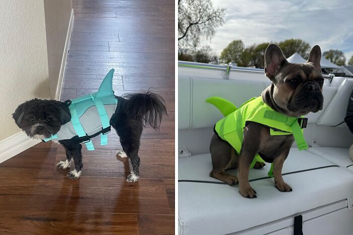 From Pool Parties To Beach Days — A Shark Life Jacket That Keeps Your Dog Safe And The Center Of Attention