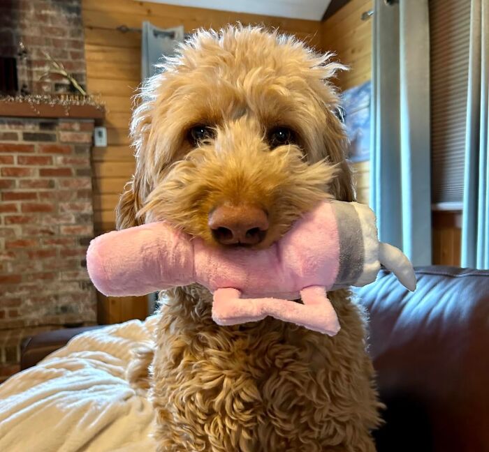 Give Your Pup Their Personal Playtime Cup — Squeaky Toy That Add A Fun Twist To Fetch