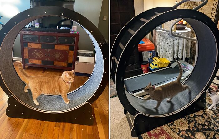 Revolutionize Your Cat’s Fitness Routine With An Exercise Wheel Designed For Endless Fun