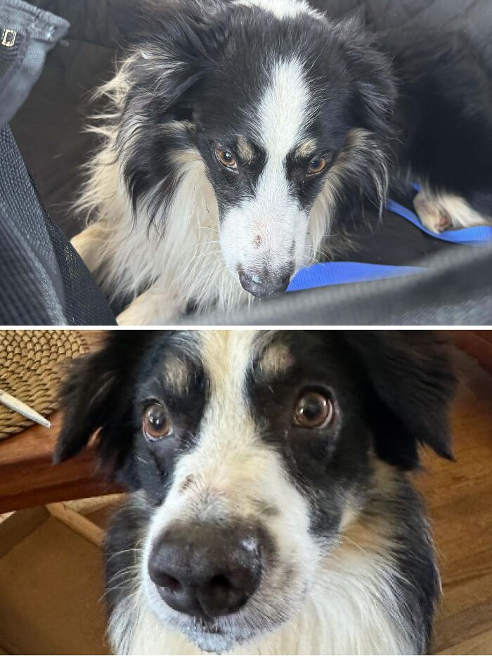 Coming Home From The Shelter Yesterday And Today