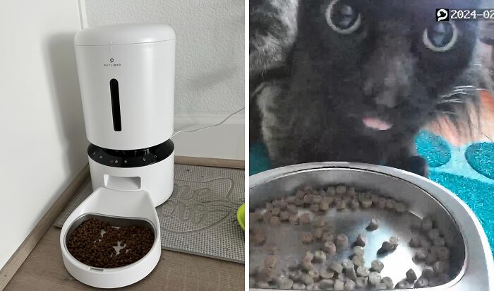 Feeding Made Smarter: Watch And Feed Your Cat With This Innovative Feeder That Includes A Camera