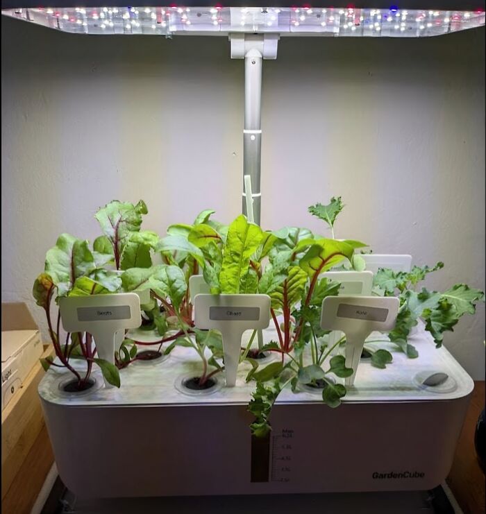  Hydroponics Growing System Lets You Grow Greens Year-Round, Even If You’re Not A Gardening Guru