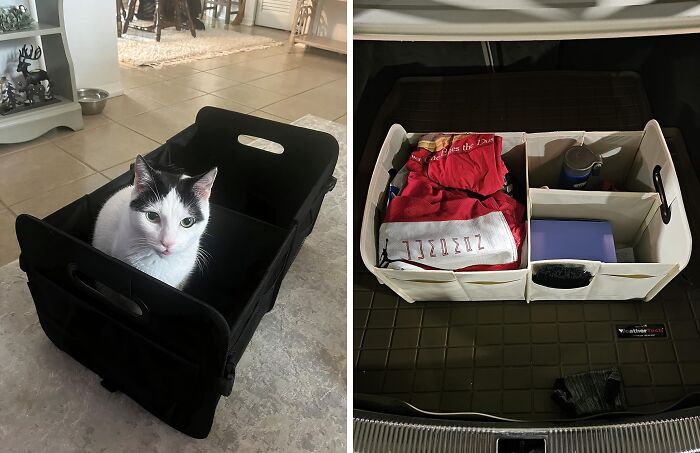 Cat sitting in a black storage box and organized trunk with wished for items, enhancing life convenience.