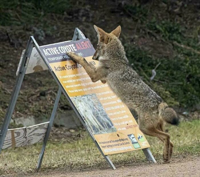 Coyote In San Francisco