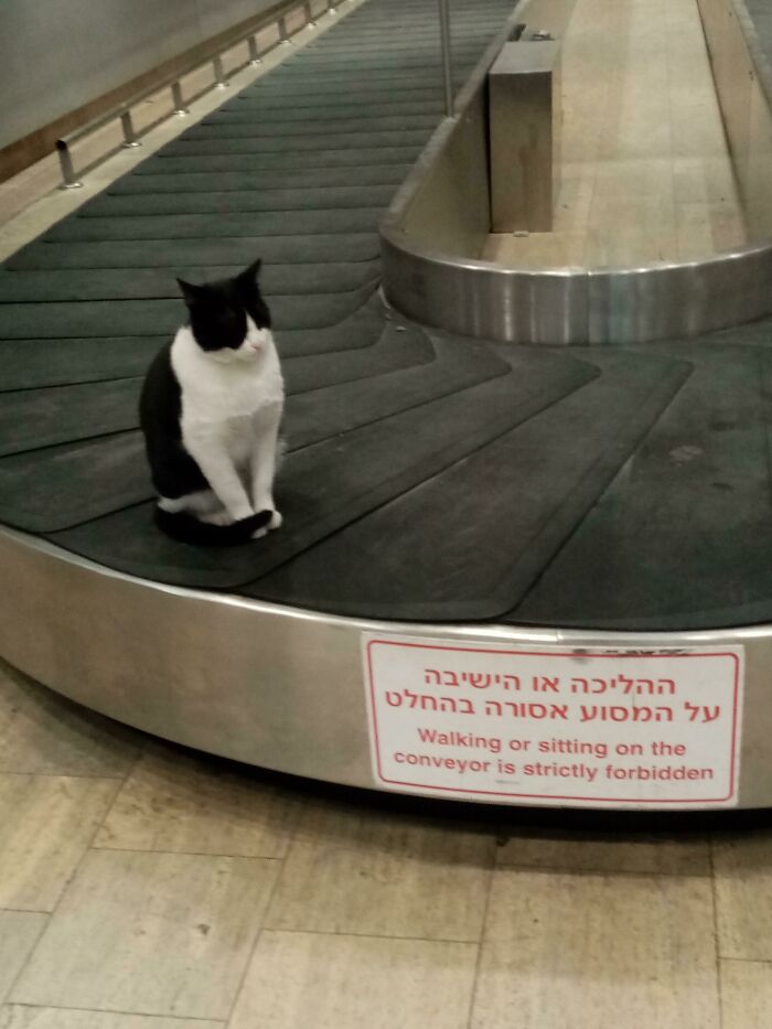 This Cat Rebels Against The Airport System