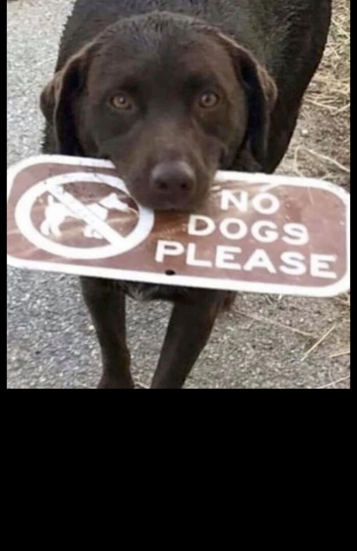 Anti Doggo