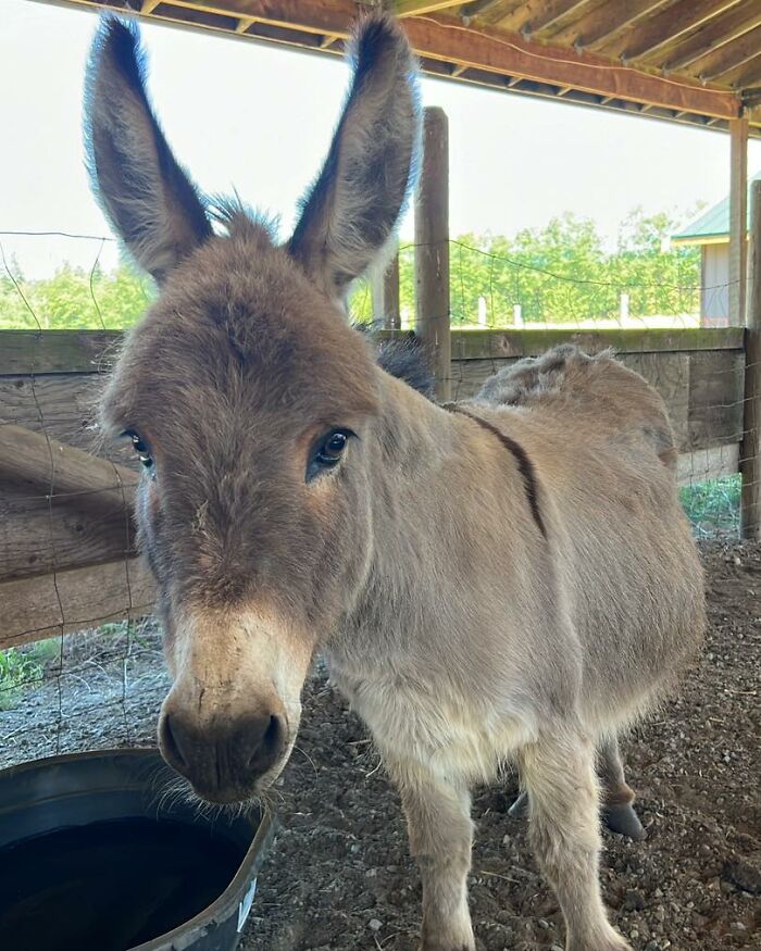 A Touching Story Of A Sad Donkey Whose Ball Popped, But People Made Sure He’ll Never Be Lonely Again