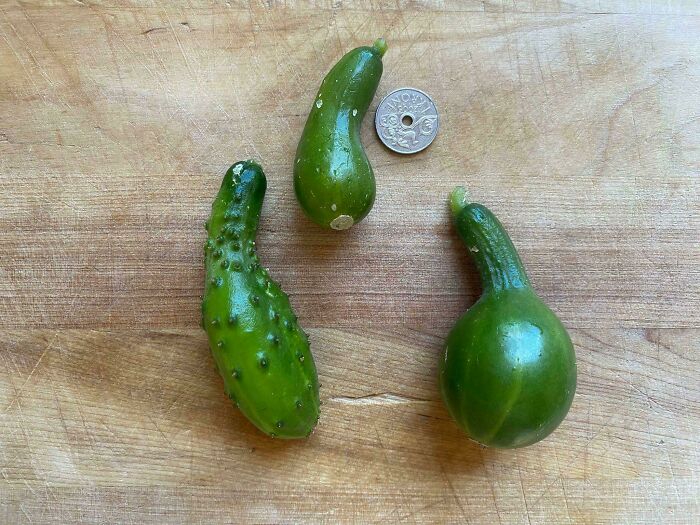 Three small, oddly shaped green vegetables next to a coin on a wooden surface, illustrating a gardening fail.