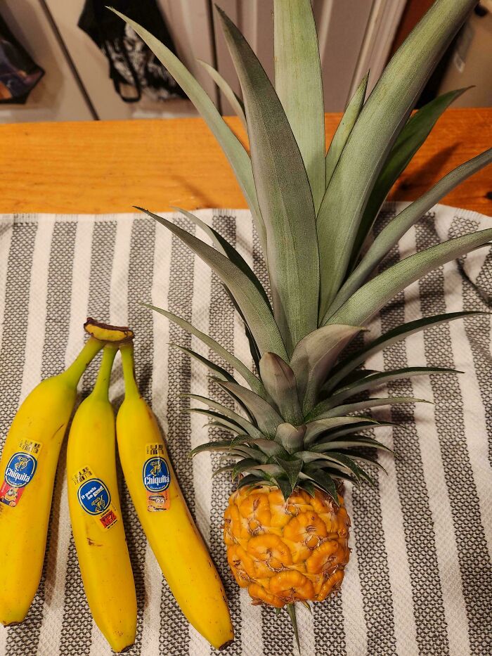 Pineapple and bananas on a striped cloth, illustrating a gardening attempt without a mighty harvest.