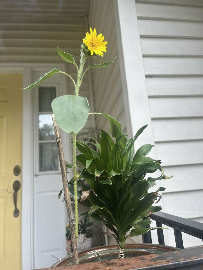 A single yellow sunflower growing tall in a pot, symbolizing a gardening attempt without a mighty harvest.