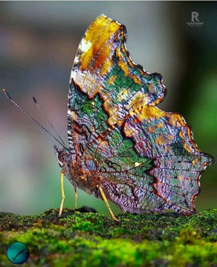 The Blue Admiral Is A Nymphalid Butterfly, The Only Species Of The Genus Kaniska. It Is Found In South And Southeast Asia