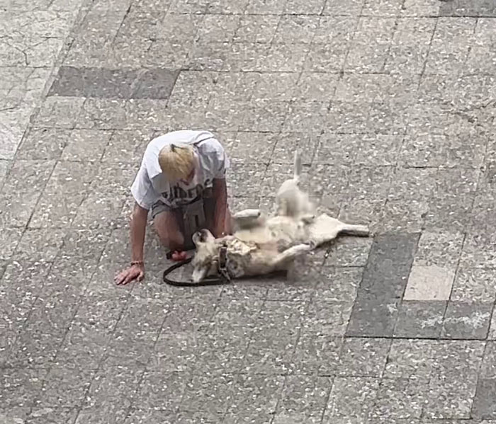 Video Of Guy Trying To Convince His Dog To Keep Walking Home Goes Viral As The Dog Refuses To Move