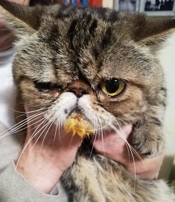 Caught My Cat Eating My Soup While I Was On The Phone. It's Been More Than 10 Years That I Have To Pay Attention To Him Every Time I Eat. He Never Gives Up. I Love Him