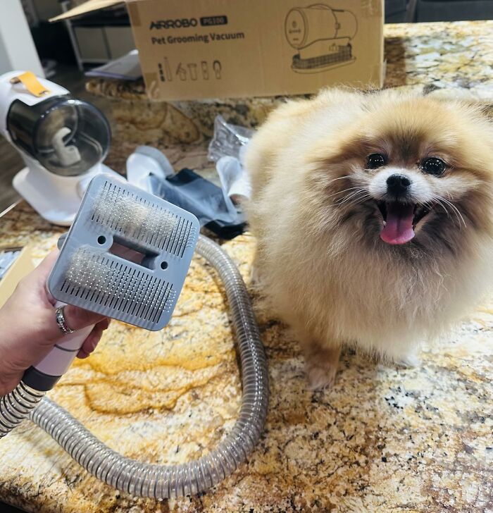 The All-In-One Solution: A Grooming Vacuum That Keeps Your Dog Clean And Your Home Fur-Free