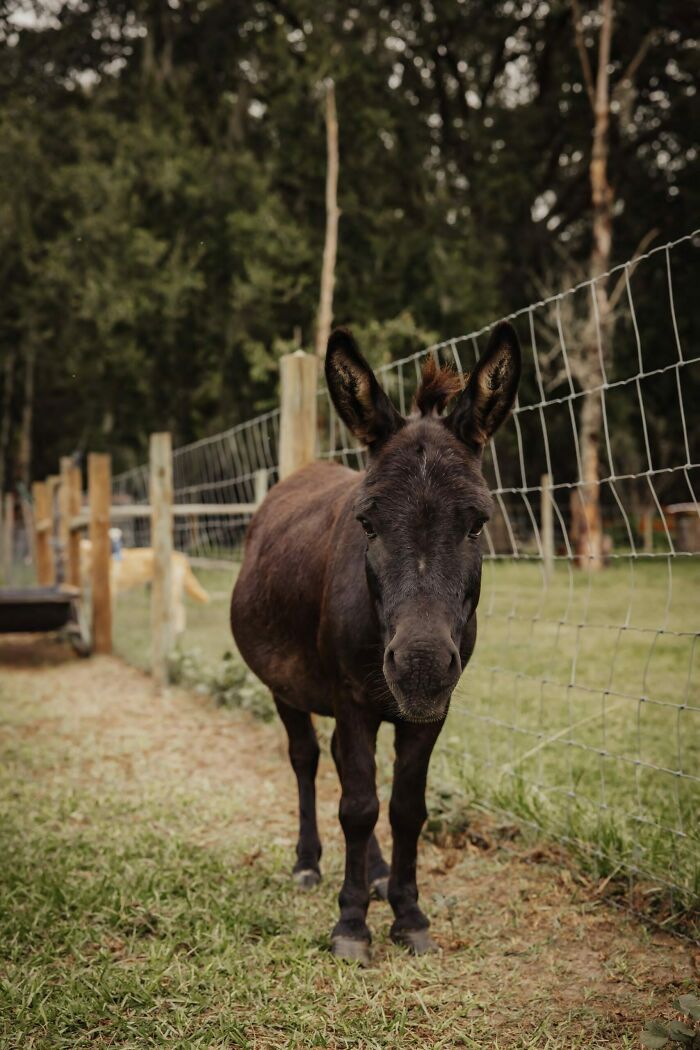 This Couple Rescued A Donkey From His Violent Mom And Now He Lives As A Beloved House Pet