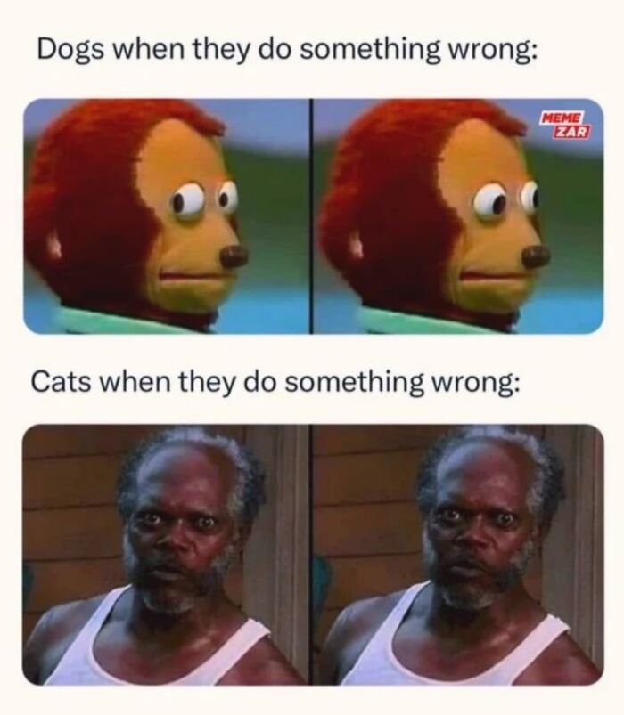 Comparison meme of dogs and cats when they do something wrong with funny expressions, capturing feline attitude perfectly.