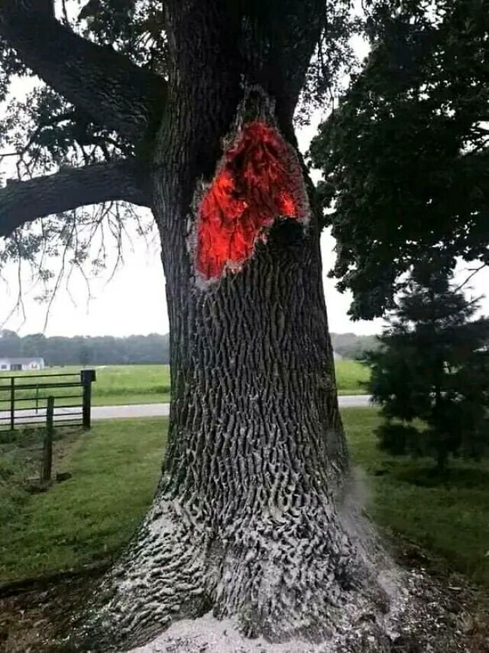 Árbol ardiendo por dentro tras caerle un rayo