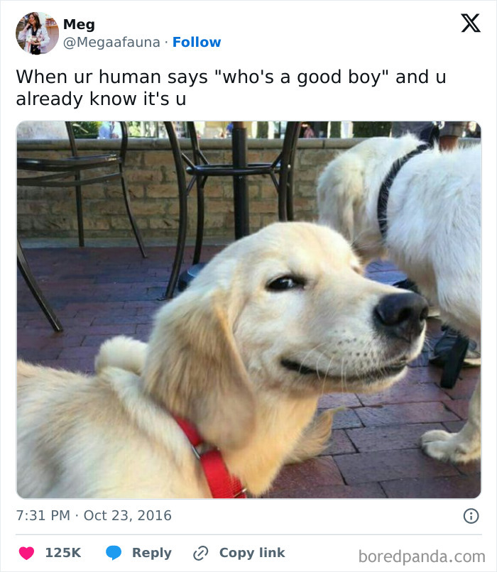 Funny-Tweets-About-Dogs