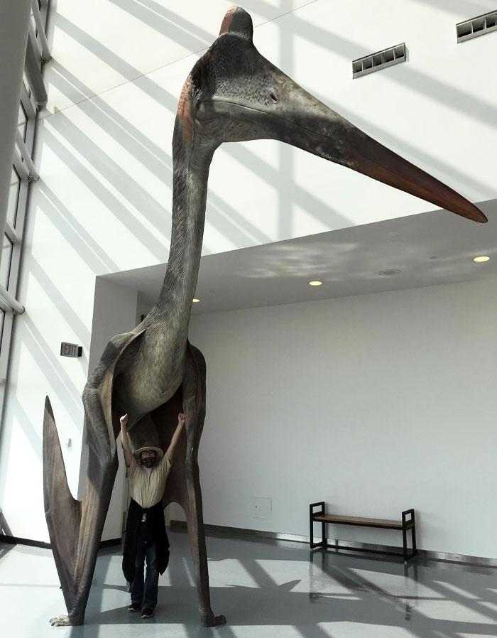 Mi museo local tiene una réplica a tamaño real de un Quetzalcoatlus. Parece demasiado real