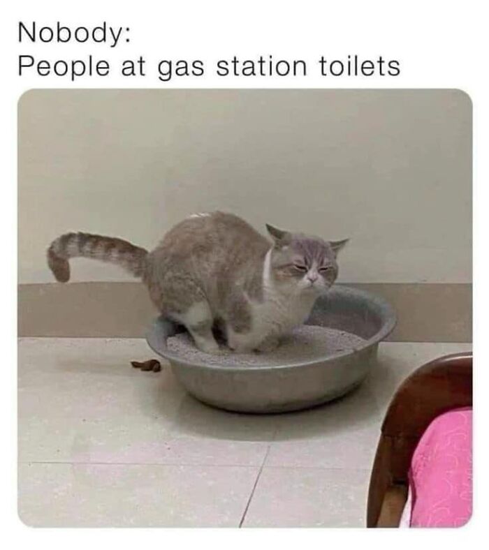 Cat meme showing a grumpy cat in a litter box, humorously captioned about gas station toilets, capturing feline attitude.