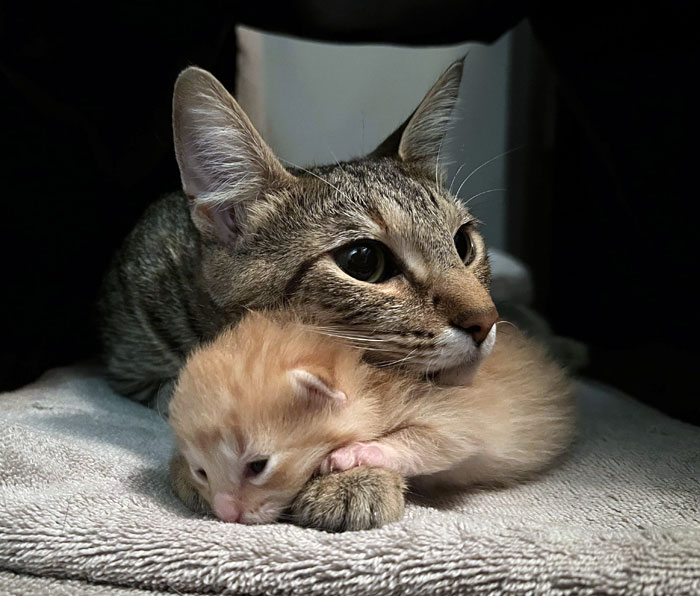 Sweet First-Time Mama Cat