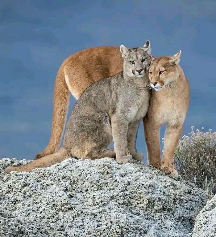 Mountain Lion Couple