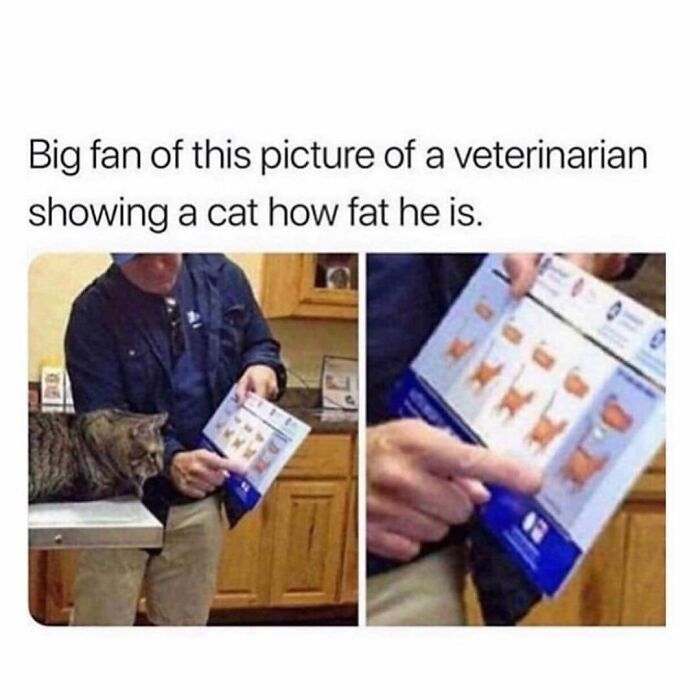 Veterinarian showing a chart to a cat, humorously illustrating feline attitude in a funny meme.