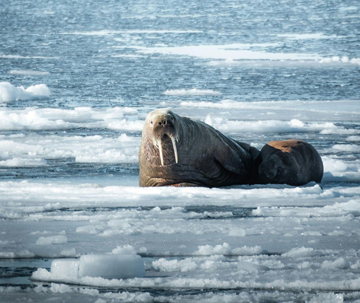 Netizens Can’t Get Enough Of This Walrus Who Was Given His Own Raft So He Would Stop Sinking Boats