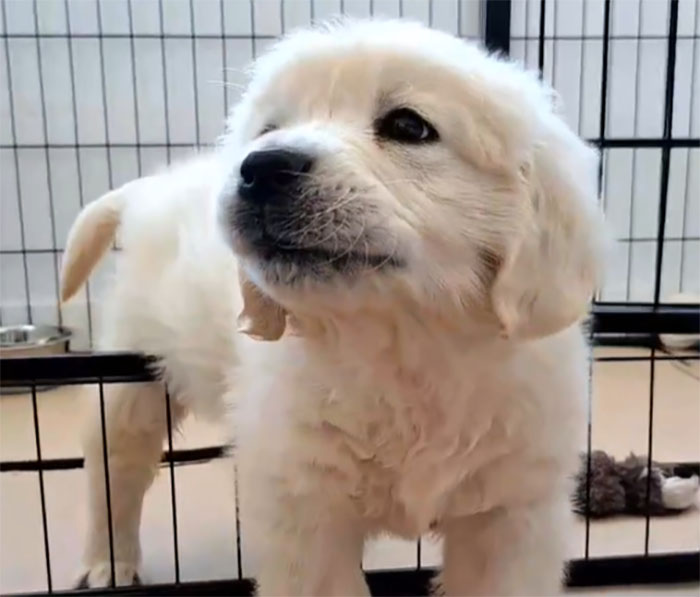 Video Of Guy Trying To Convince His Dog To Keep Walking Home Goes Viral As The Dog Refuses To Move