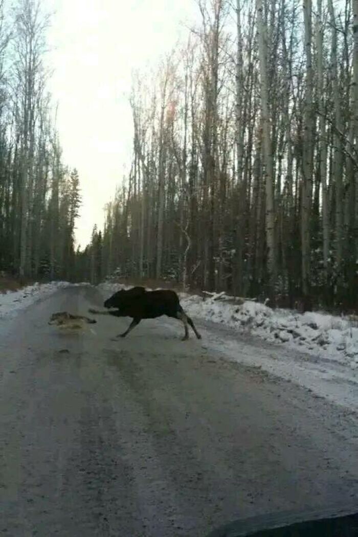 No todos los días ves un alce persiguiendo a un lobo