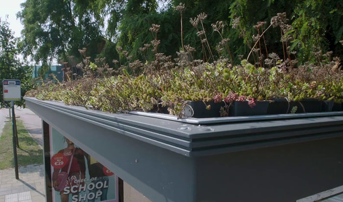 People Online Are Amazed By Dutch City That Recently Installed Over 300 Green-Roofed Bus Stops