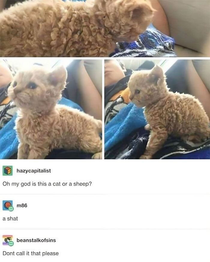 Cabbage-Cat-Memes