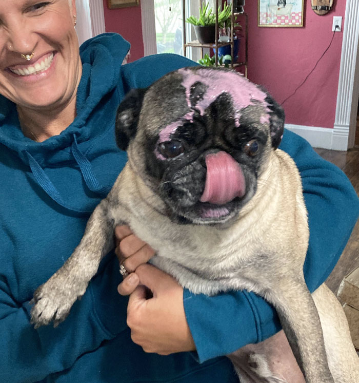 My Pug Couldn’t Reach The Table, So He Jumped Off The Chair To Get The Ice Cream