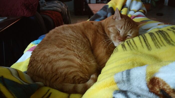 Tigger, My Bestest Boy, Had Him Since He Was 6 Weeks Old, Passed Away Two Years Ago, I Still Miss Him Awful