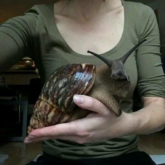 Would You Keep A Giant African Land Snail As A Pet?