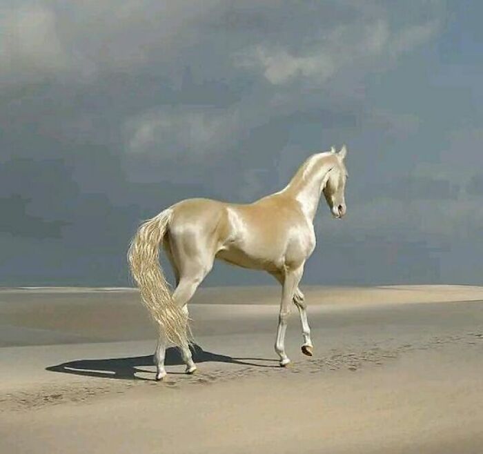 The Akhal-Teke Is Probably The Most Beautiful Horse Breed In Existence