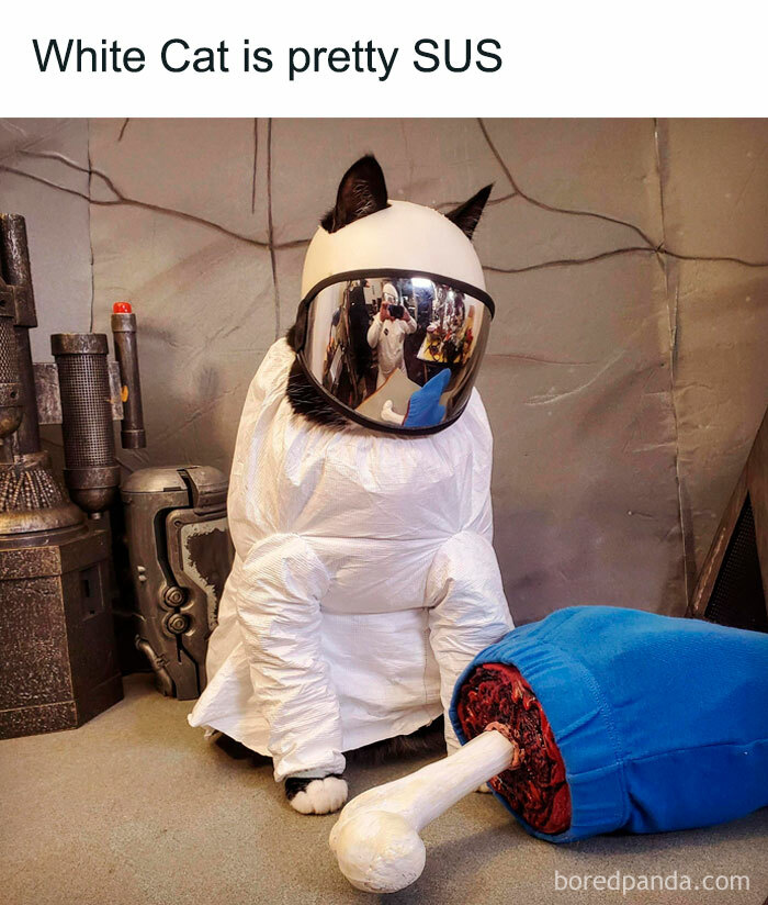 An Among Us meme featuring a white cat dressed in a makeshift astronaut costume with a helmet and visor, resembling a crewmate from the game. Next to the cat is a prop resembling a severed bone with a blue cloth, mimicking a dead body in Among Us. The text above the image reads, "White Cat is pretty SUS," humorously suggesting the cat is suspicious or potentially the impostor in an Among Us scenario.